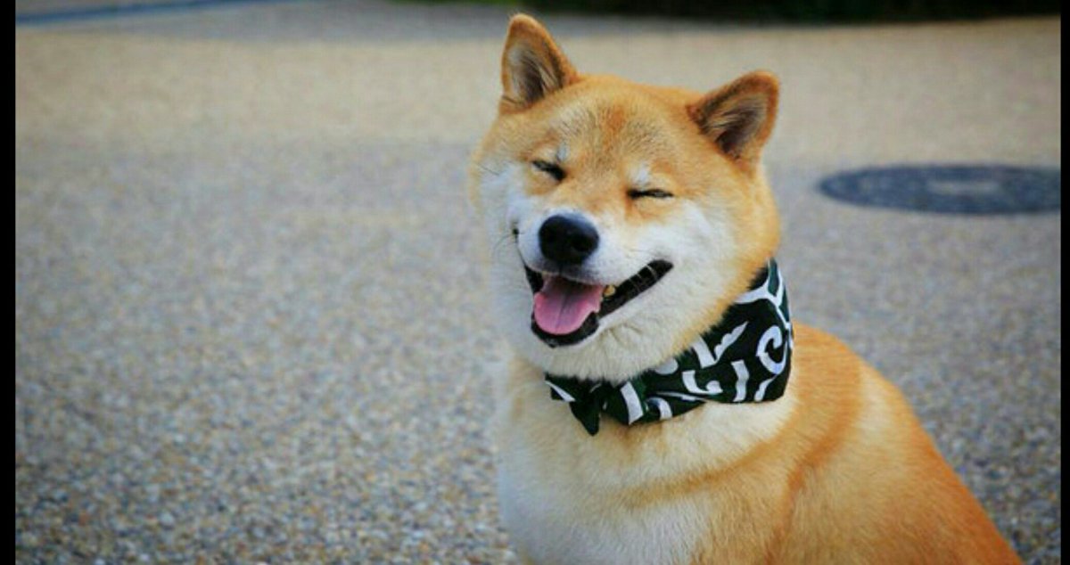 Собака на аву