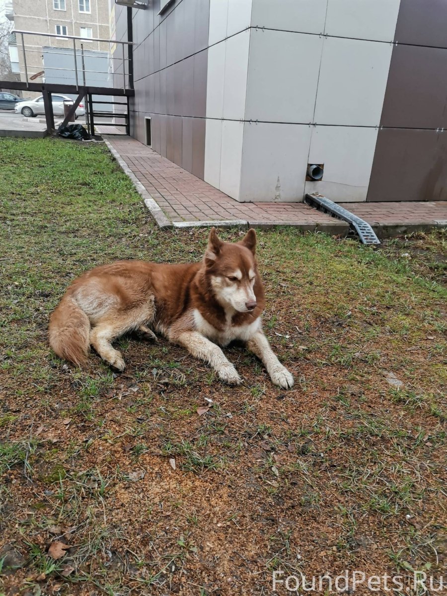 Шиба ину милые