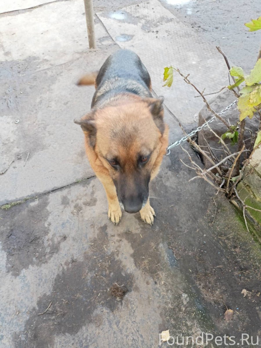 Сиба ину доги