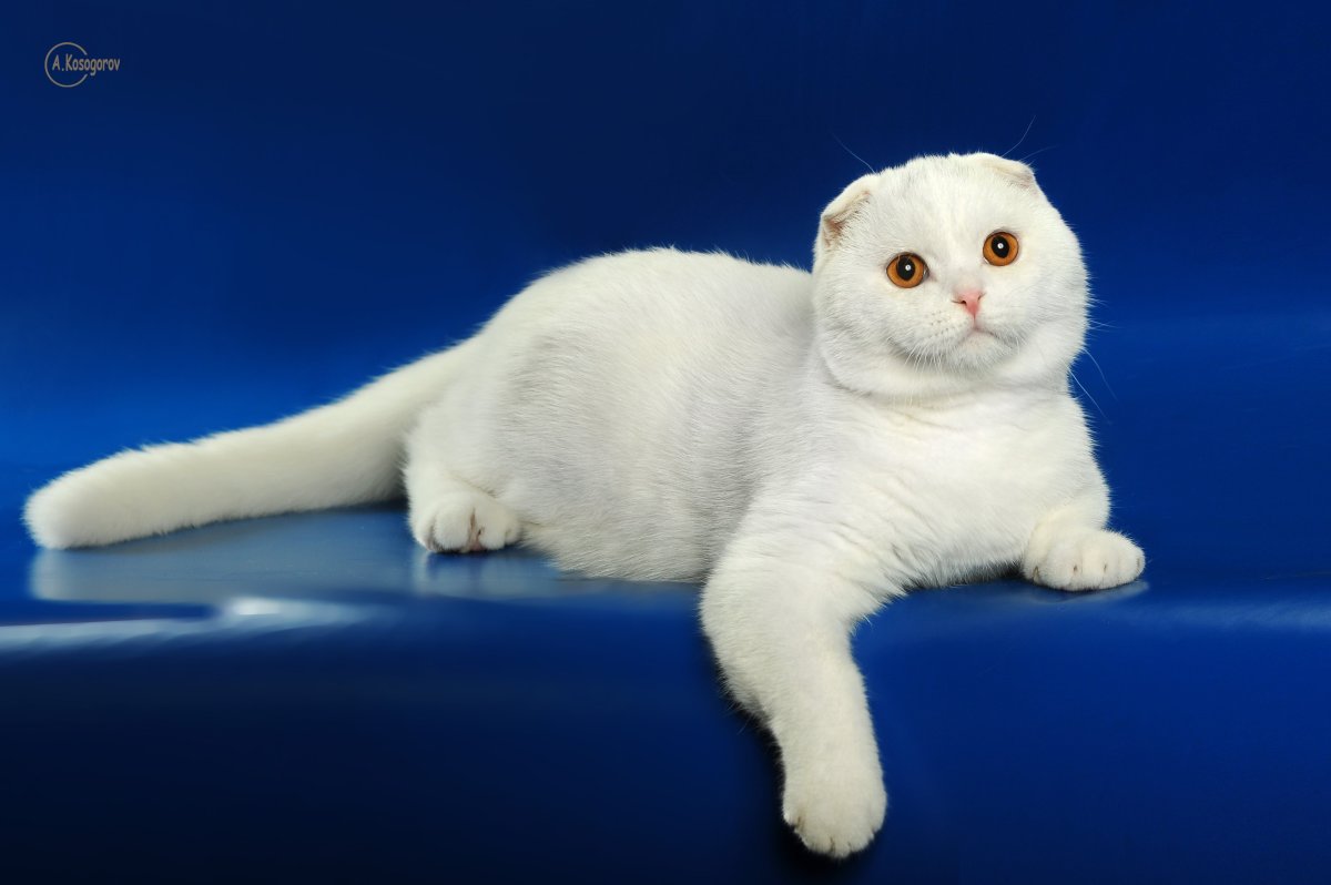 Шотландская вислоухая кошка