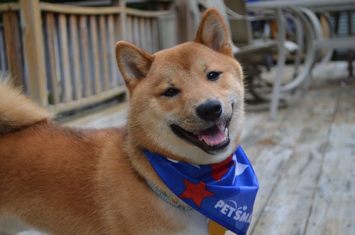 Хатико: самый верный друг фильм 2009