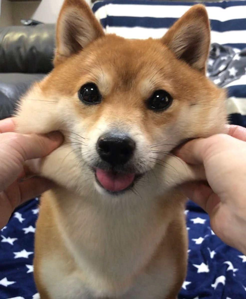 Акита ину щечки