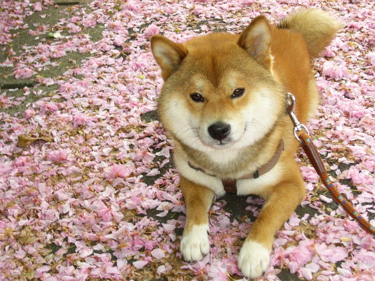 Устал спать