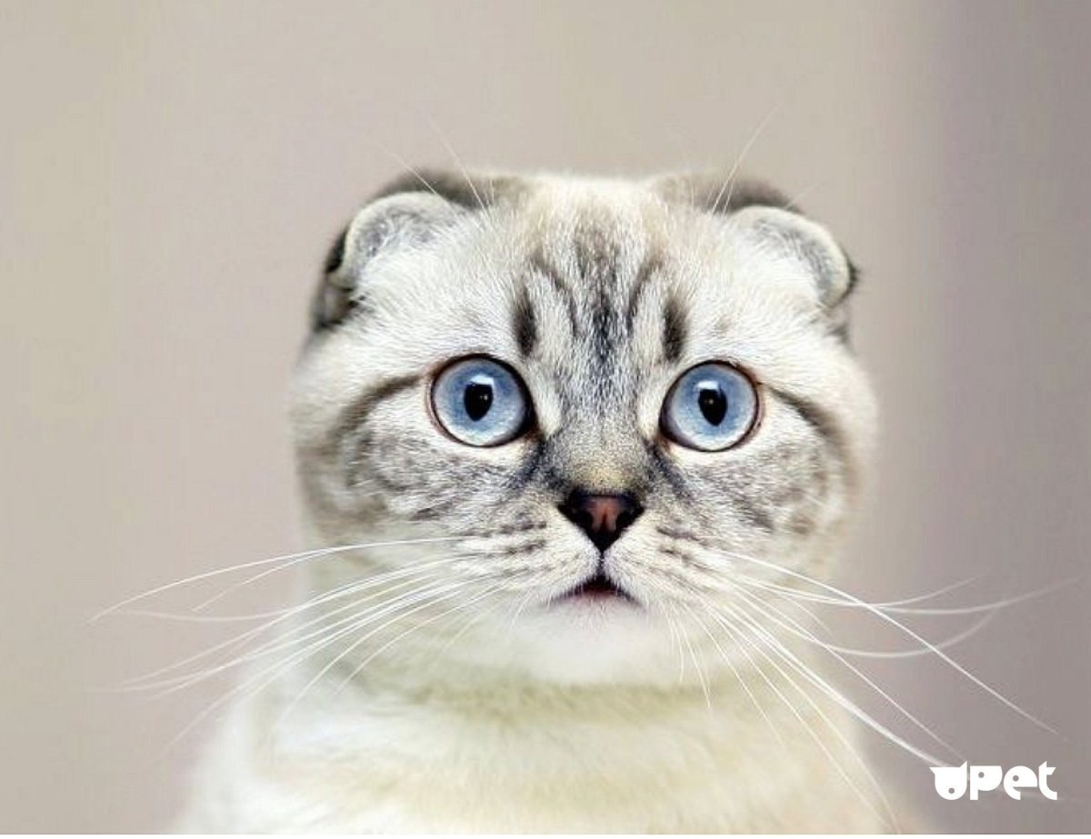 Шотландская вислоухая кошка