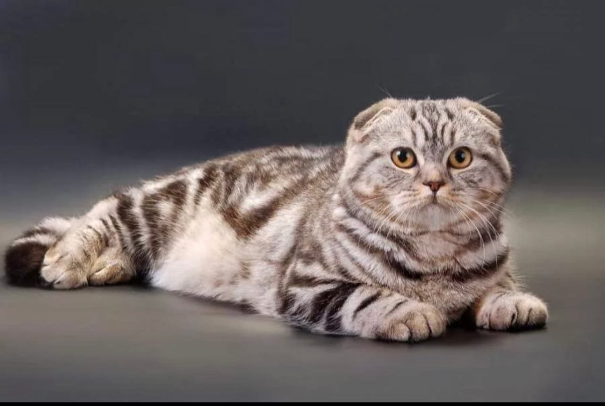 Вислоухие коты арт