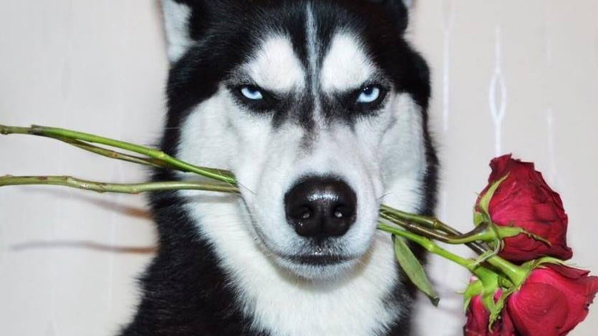 Крутая собака в очках