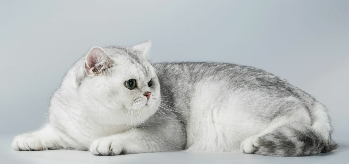 Шотландские скоттиш фолд и скоттиш страйт