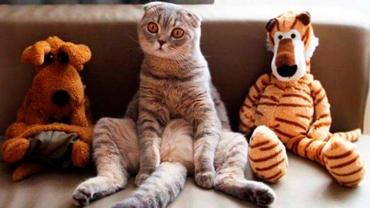 Портрет кота вислоухого