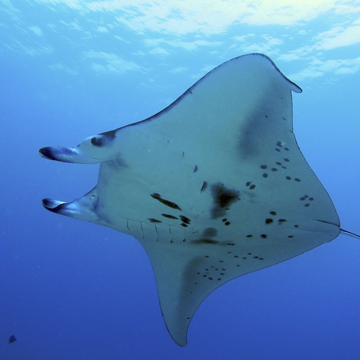 Атлантический Скат-гургесиелла