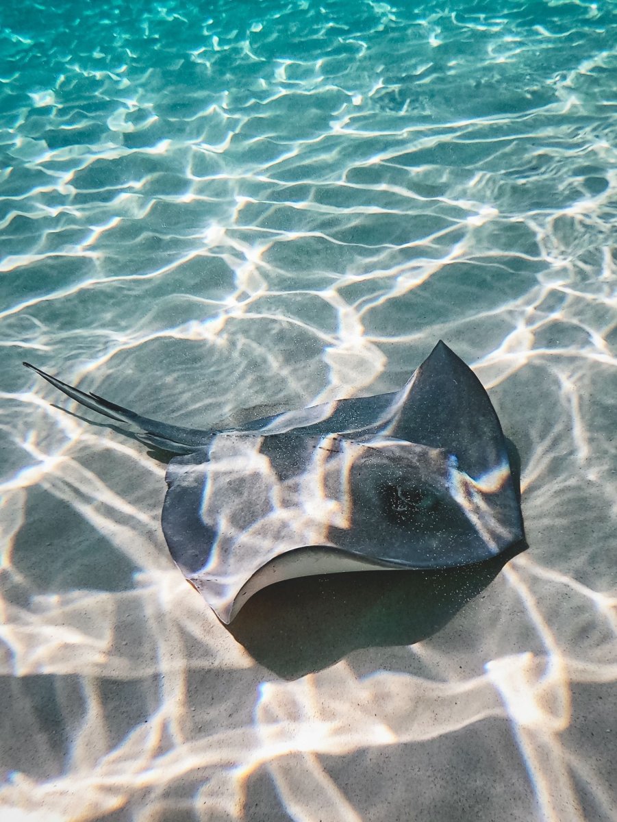 Морской Скат фото в океане