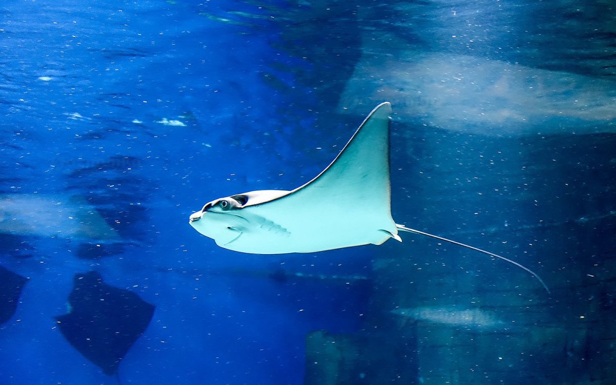 Москвариум скаты