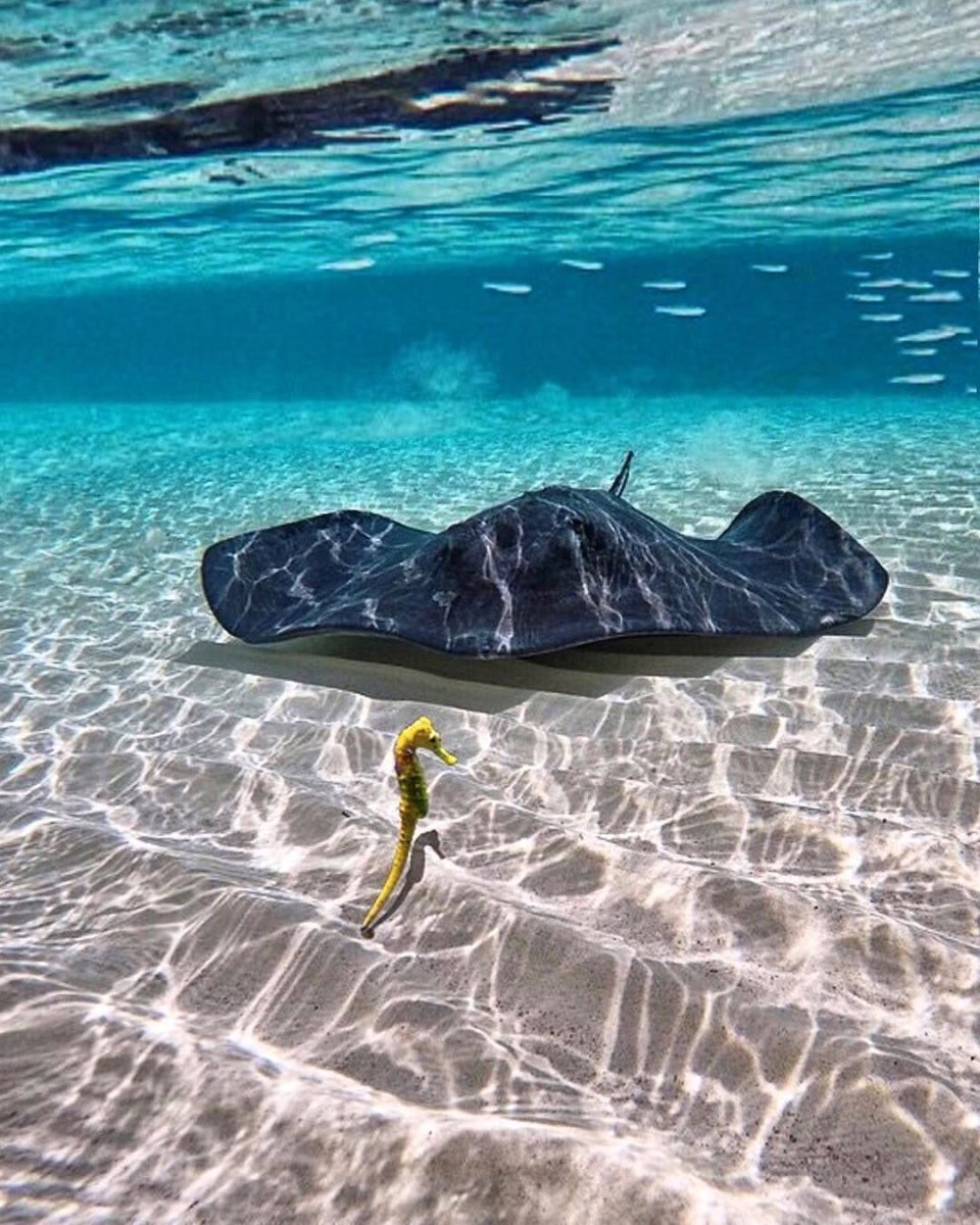 Скат в море