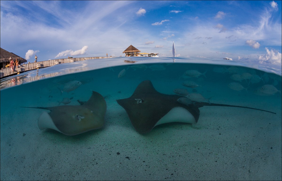 Скаты манты на Мальдивах