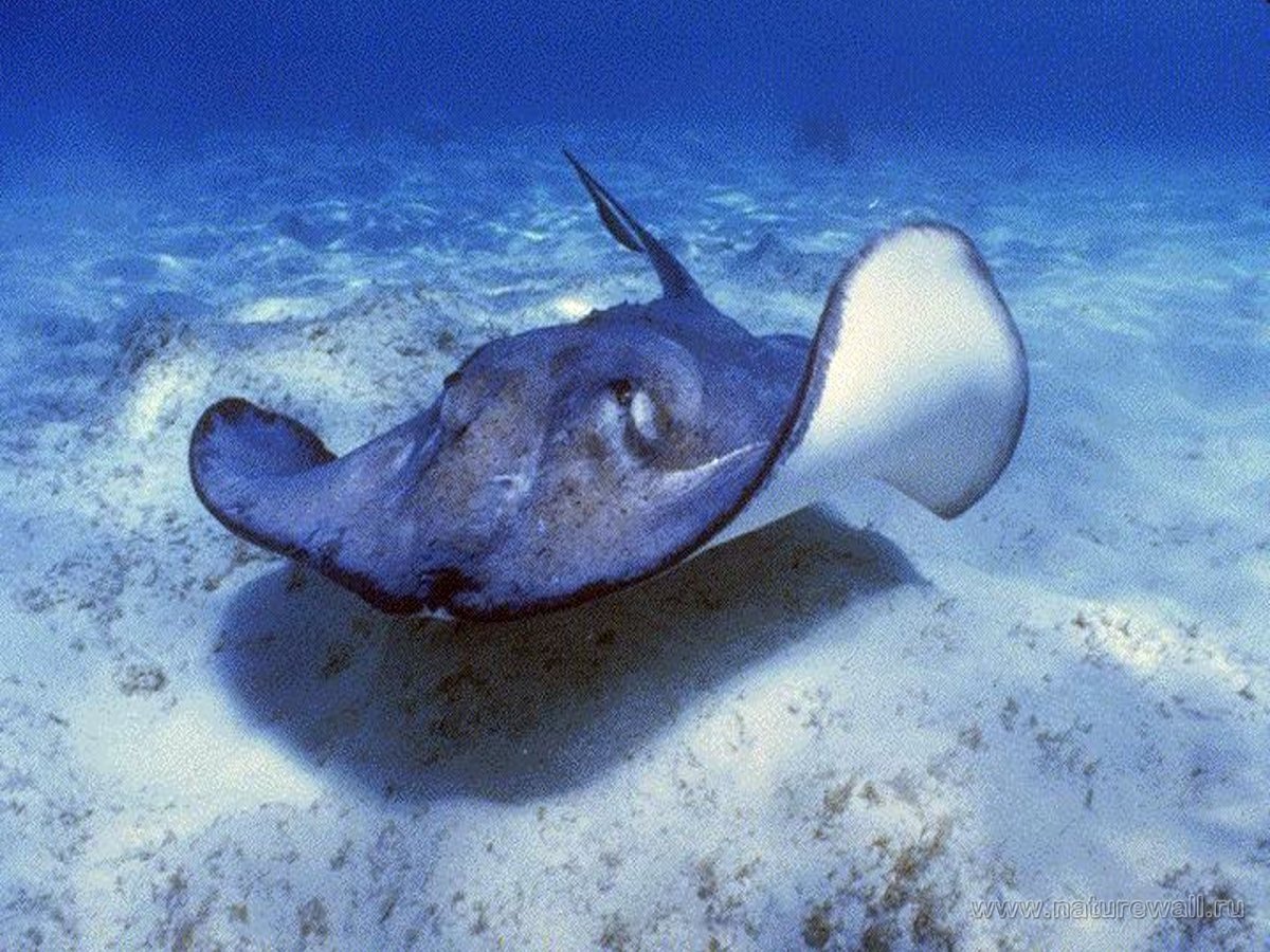 Скат морская лисица