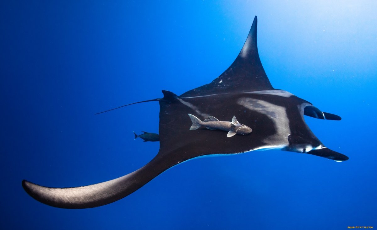 Электрический Скат морской дьявол