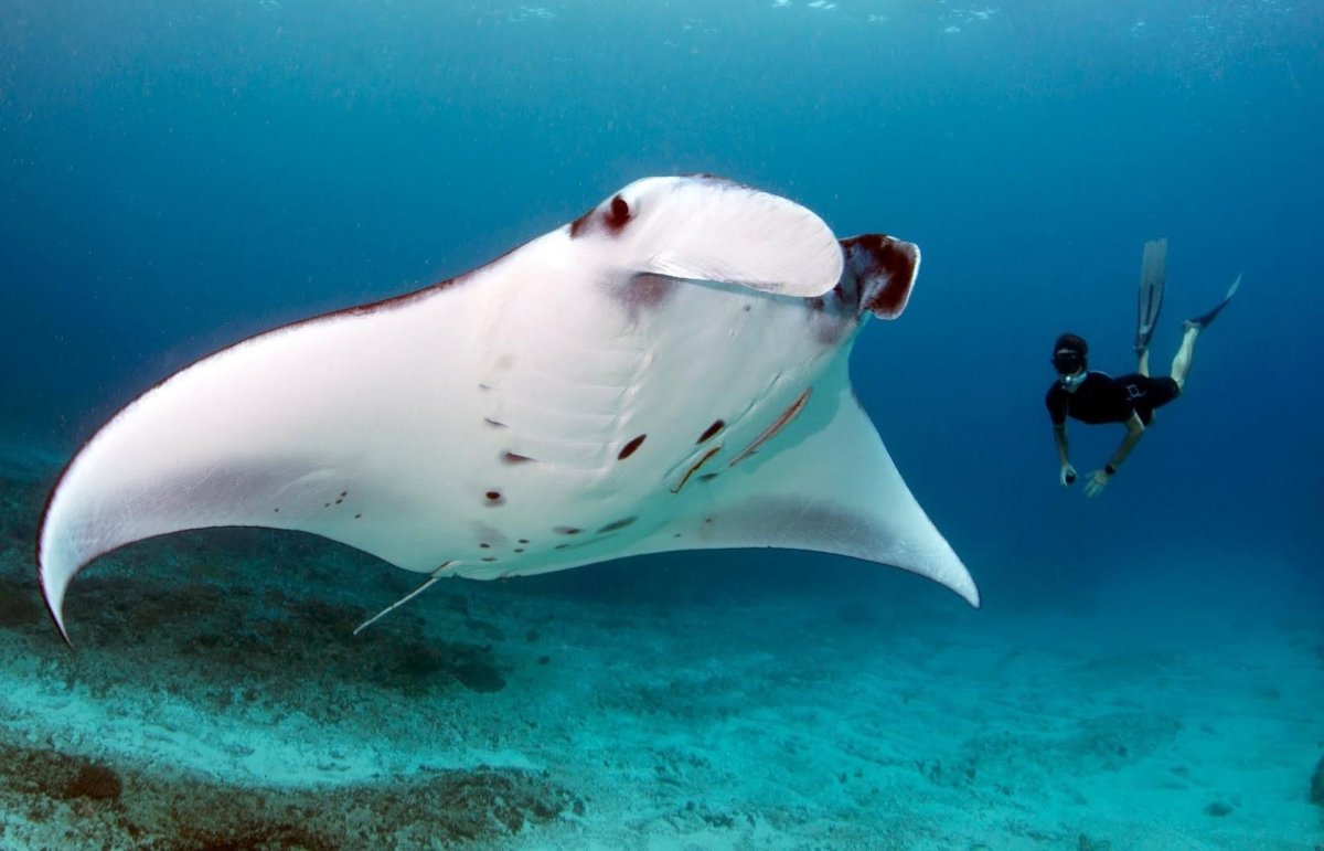 Скат Рогач Манта
