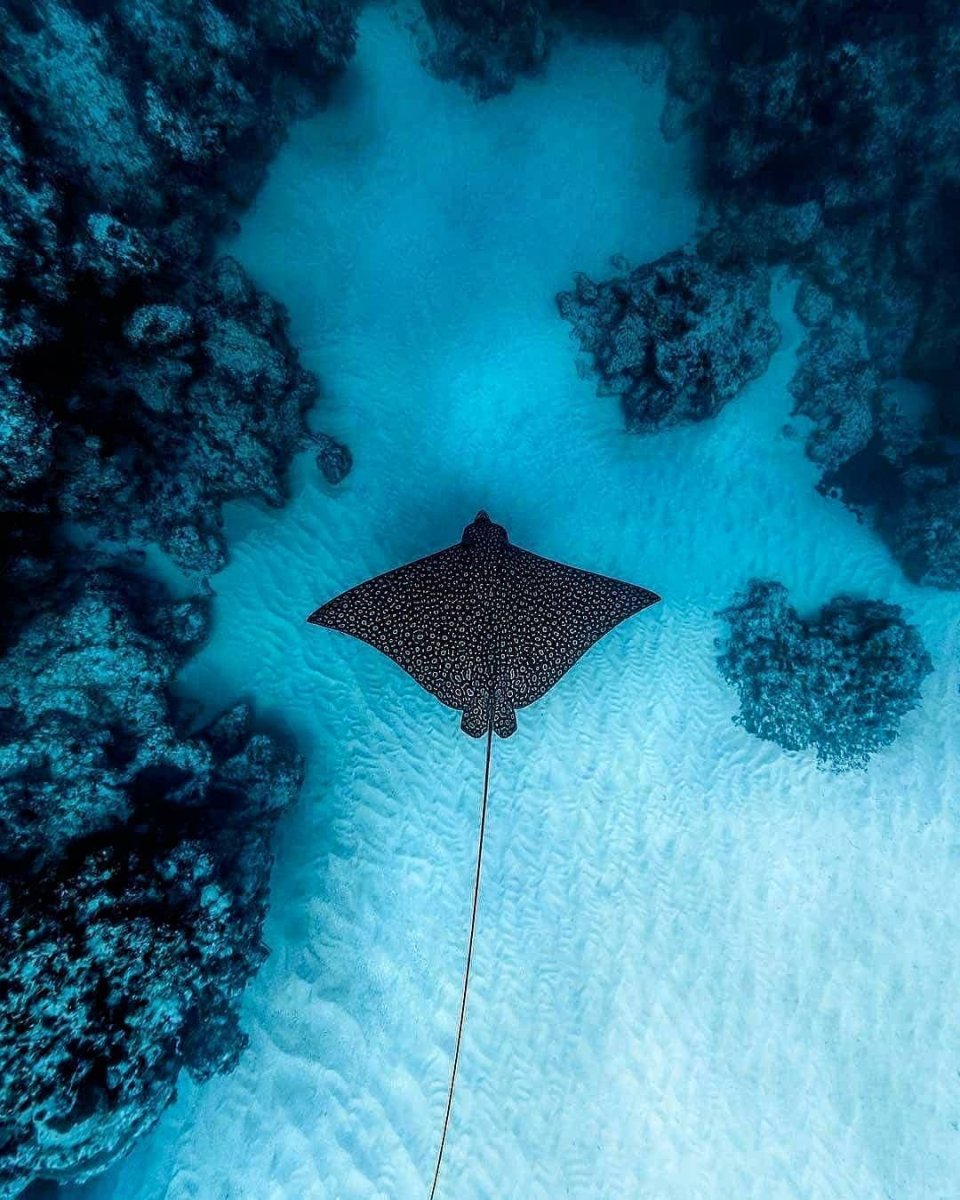 Красивые скаты