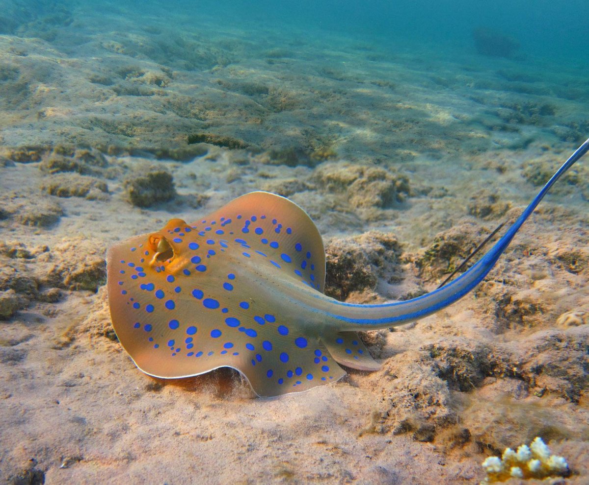 Скат-хвостокол морской кот