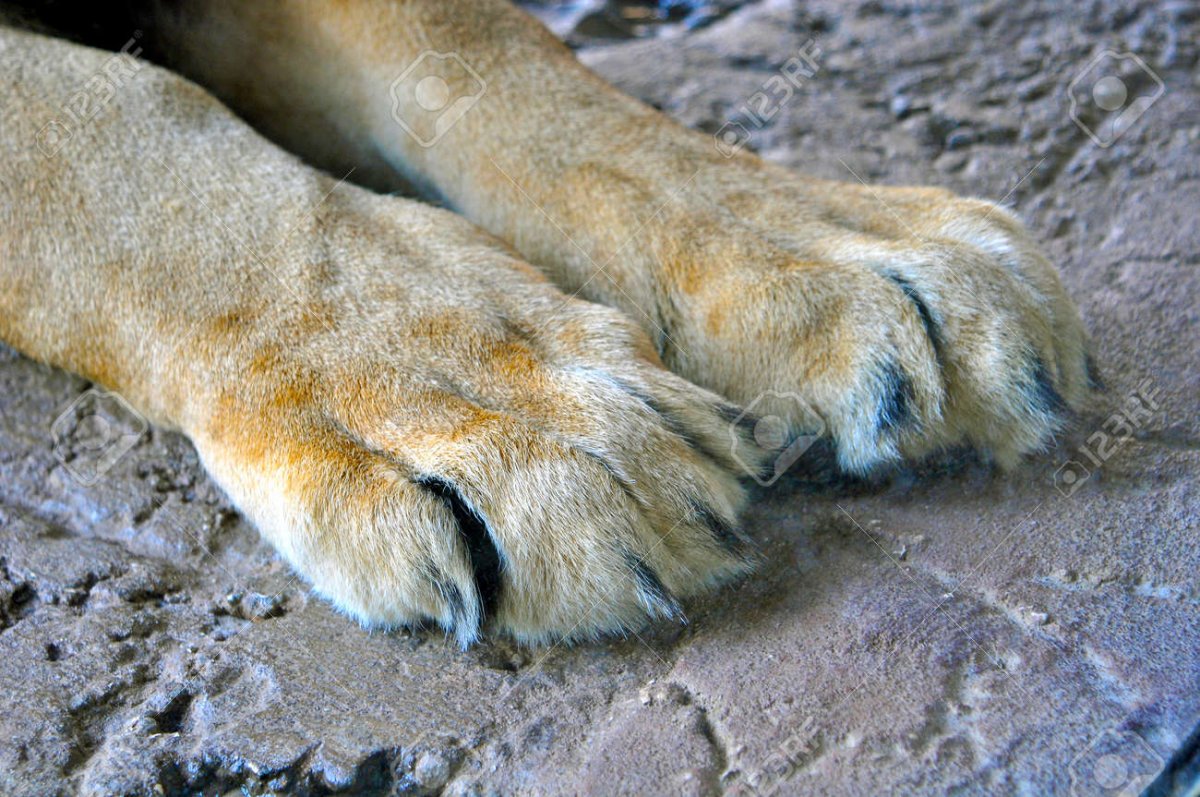 Лапа Льва с когтями