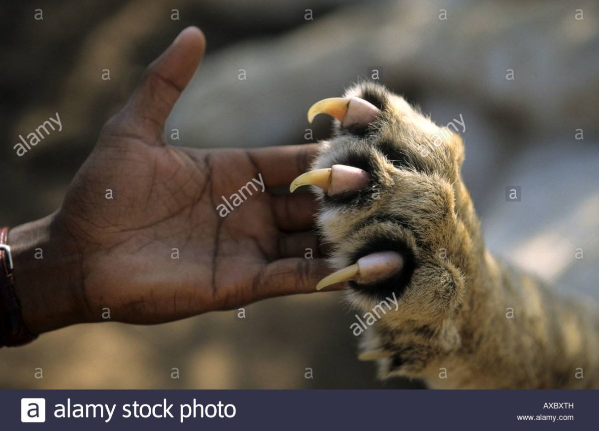 Лапа тигра с когтями фото