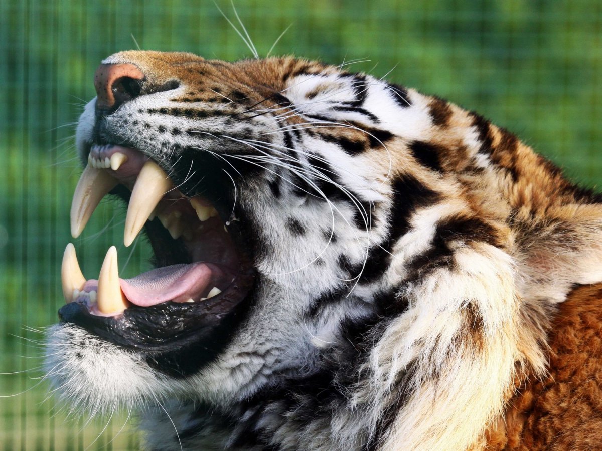 Клыки тигра