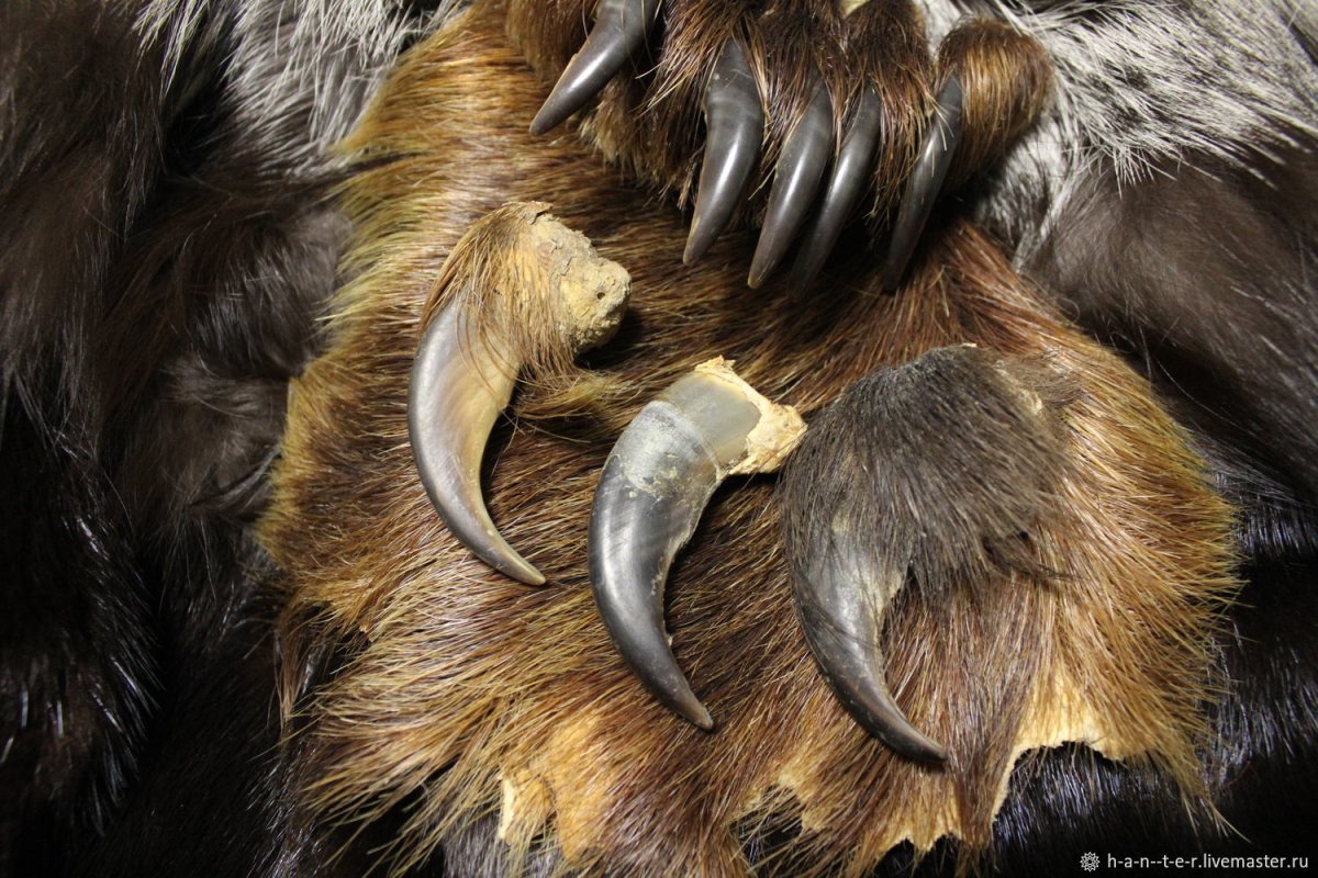 Когти Льва