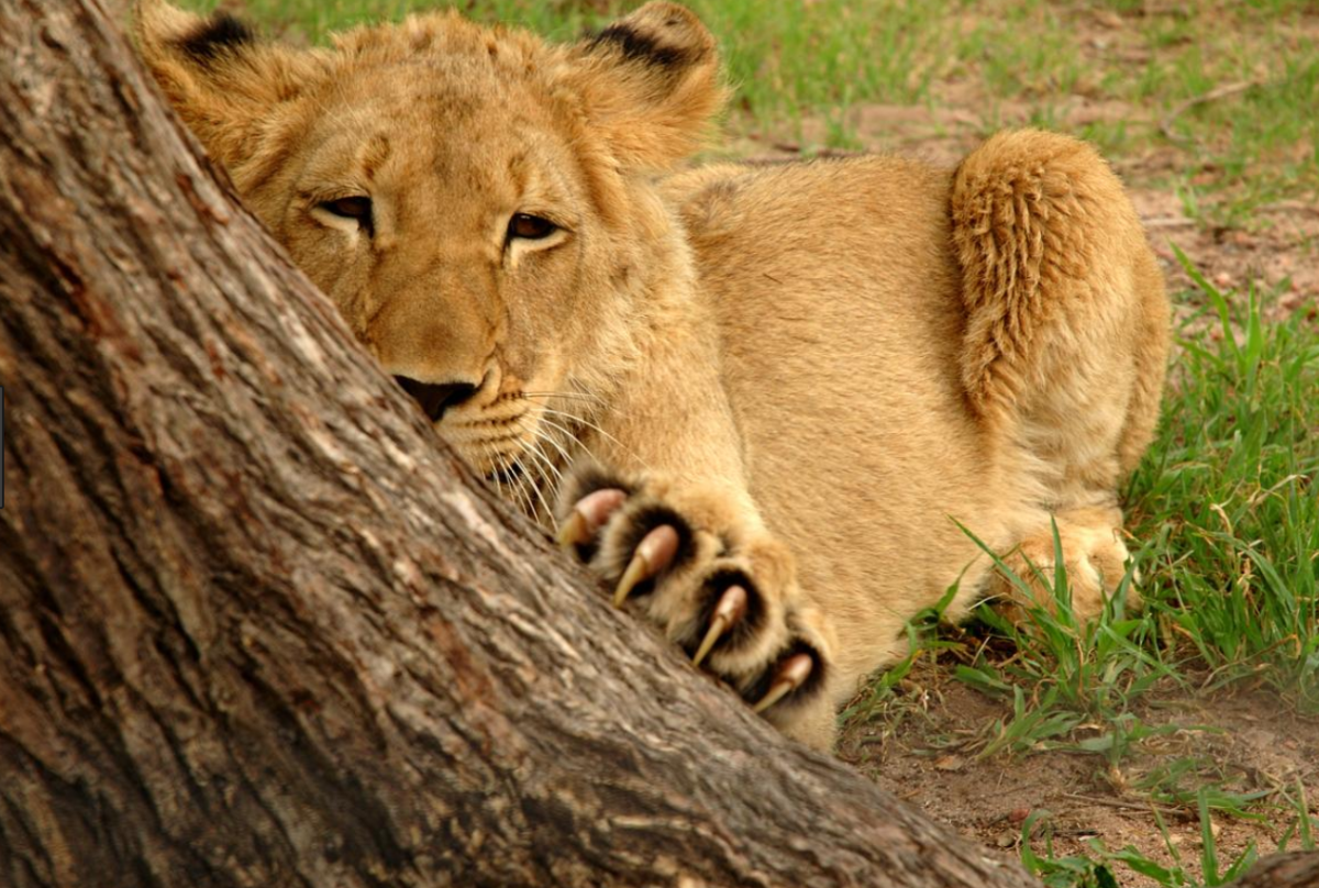 Львица с когтями