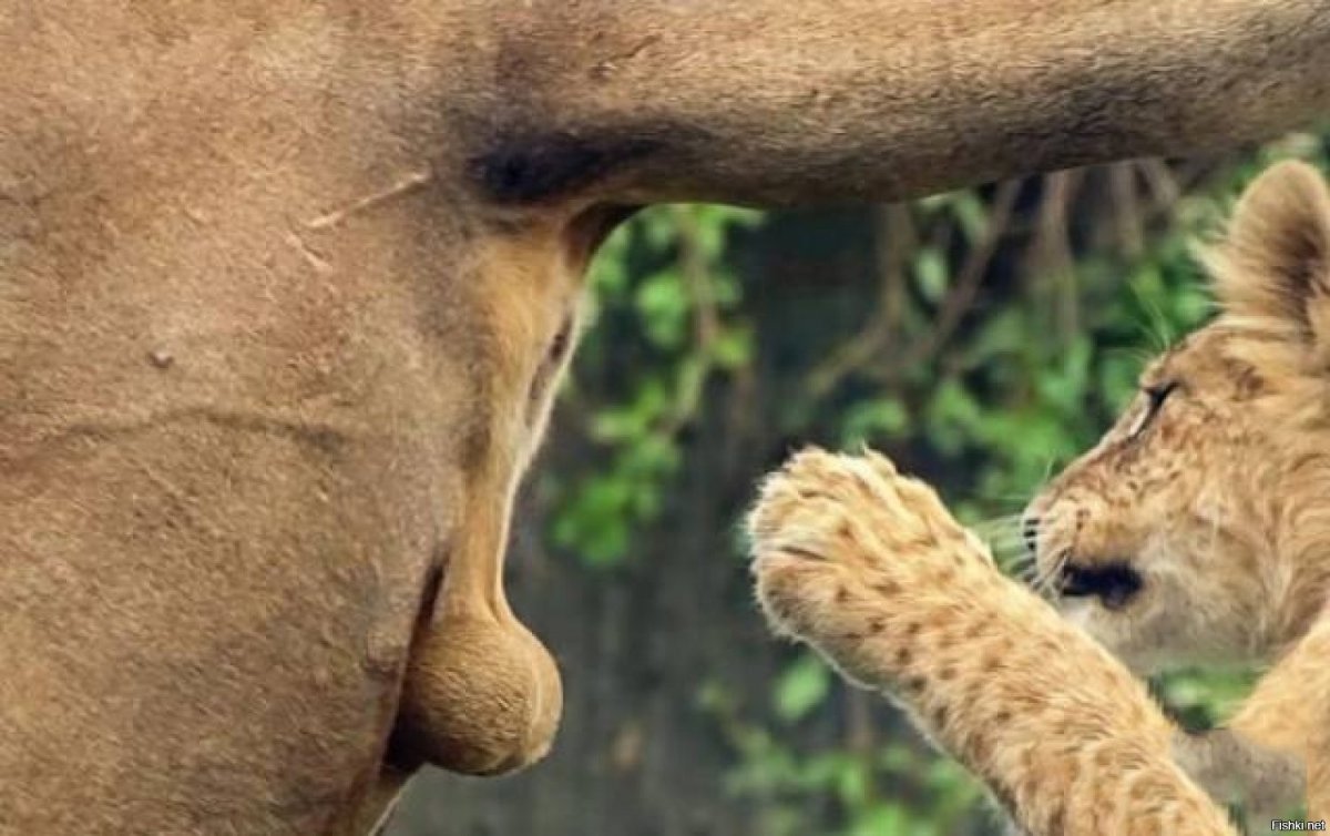 Львиные яйца