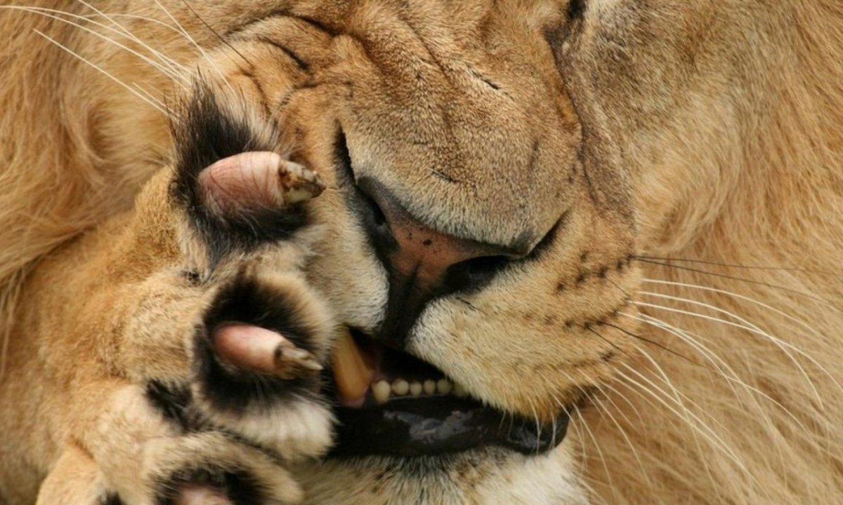 Львица с когтями