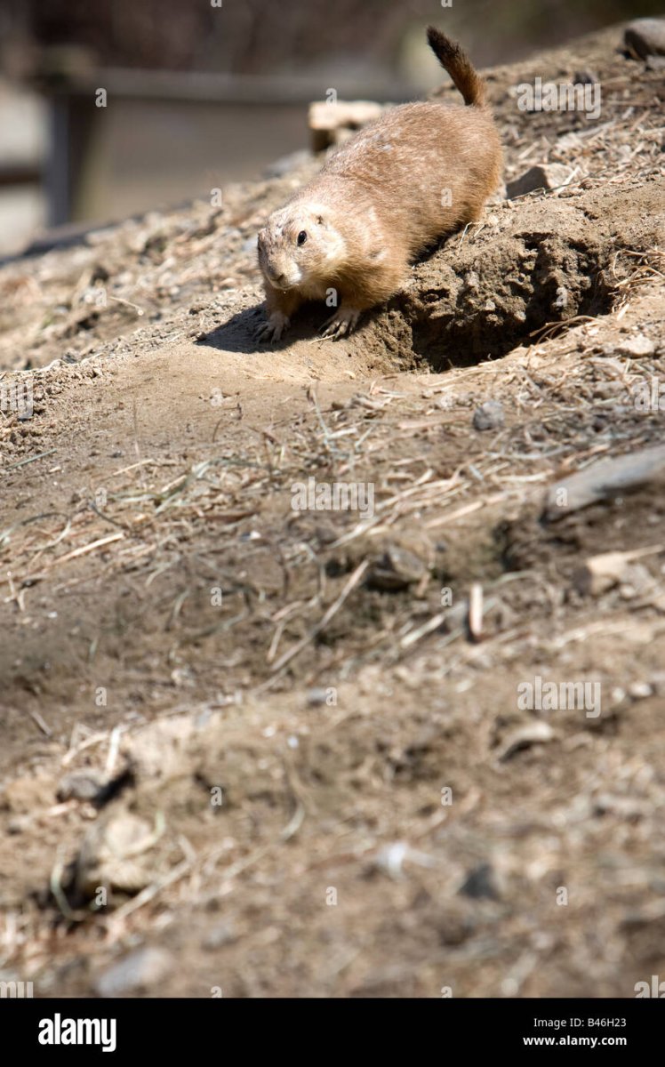 Собачка Земляная в Сибири