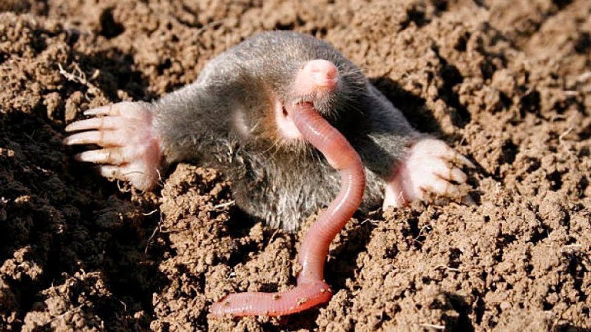 Крот землеройка