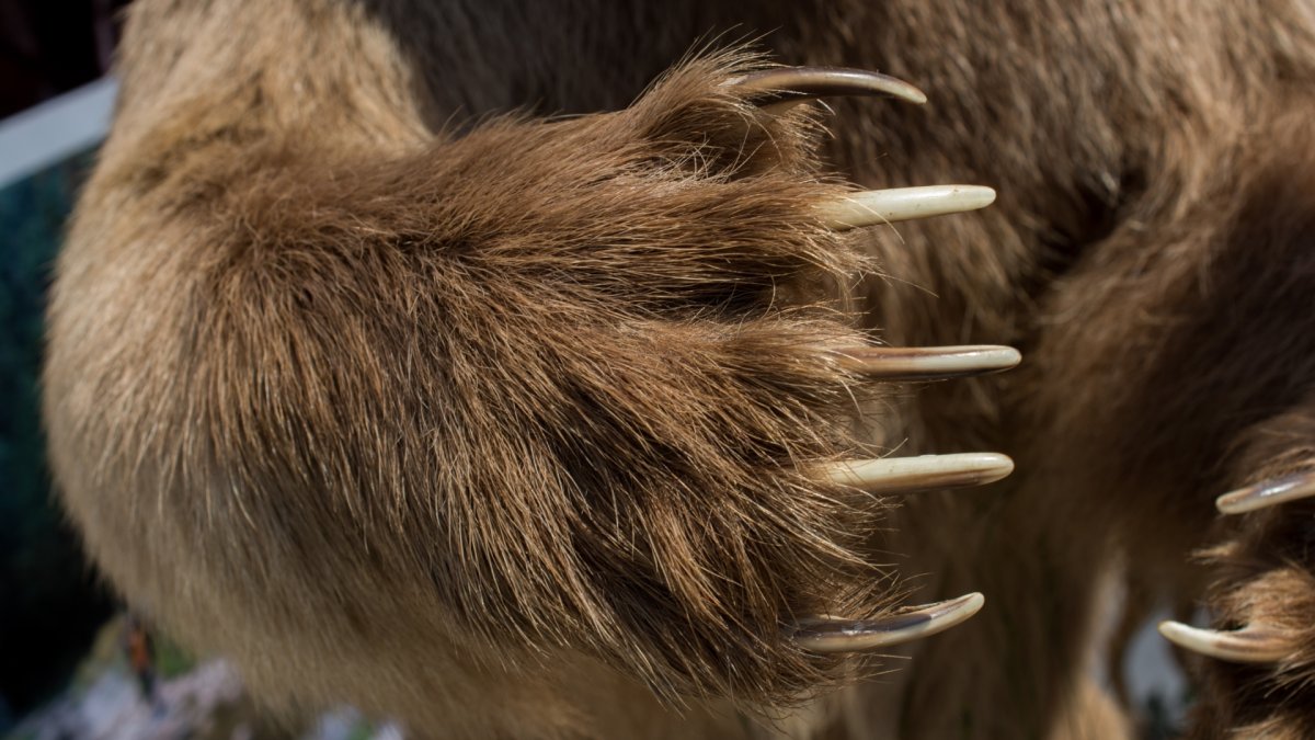 Когтистая лапа медведя