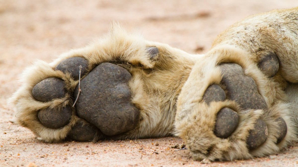 Львиная лапа подушечки