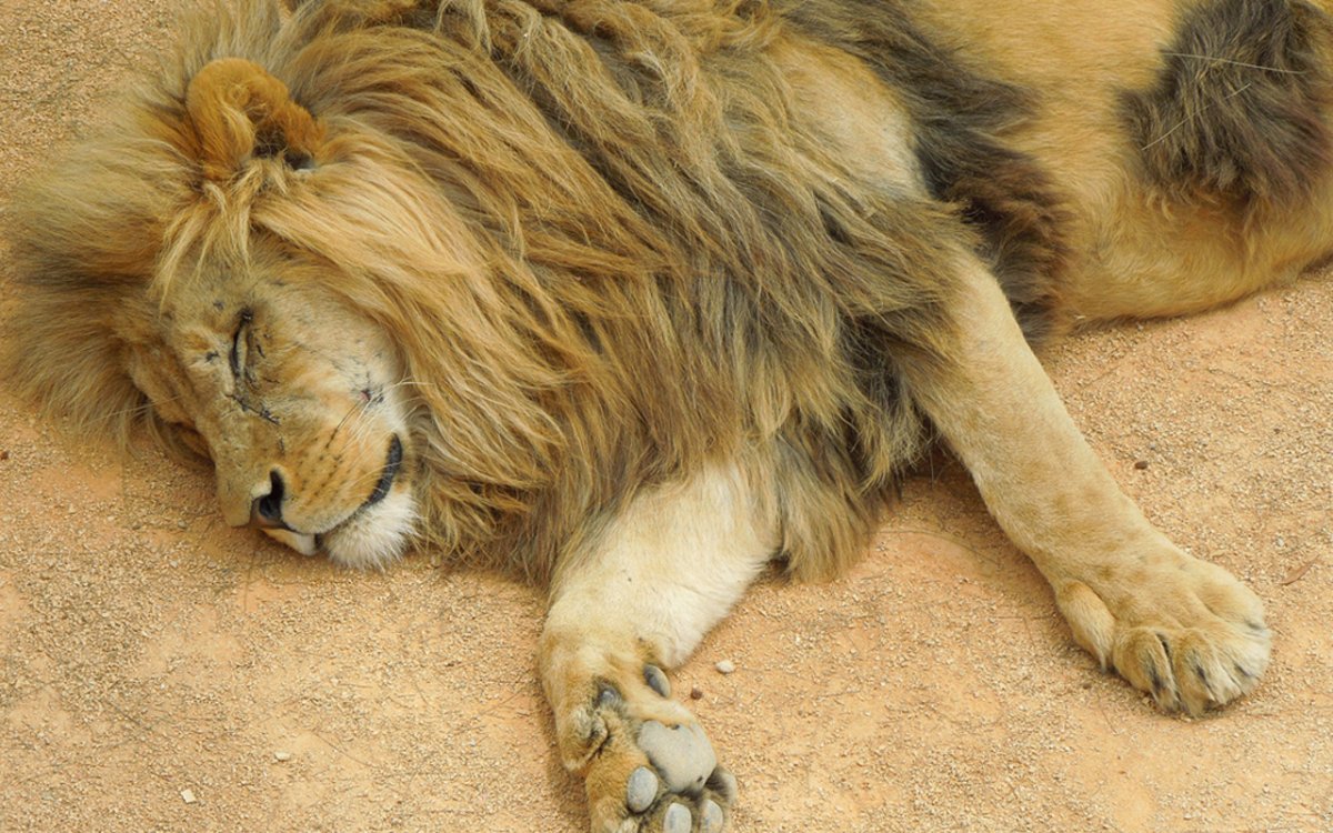 Лев спит на спине в пустыне
