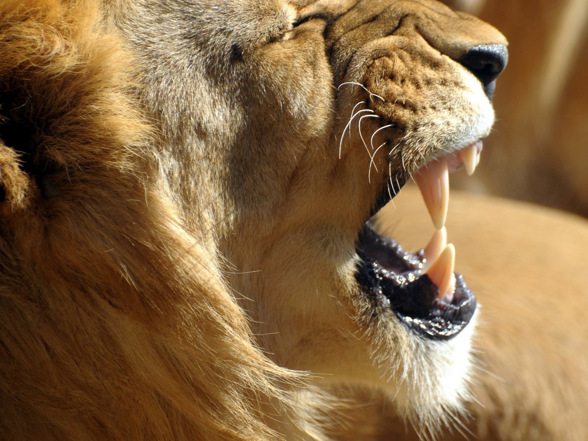 Когти Льва