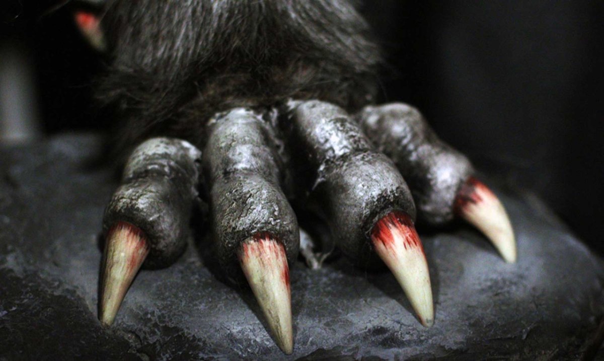 Тигр белый лапы когти