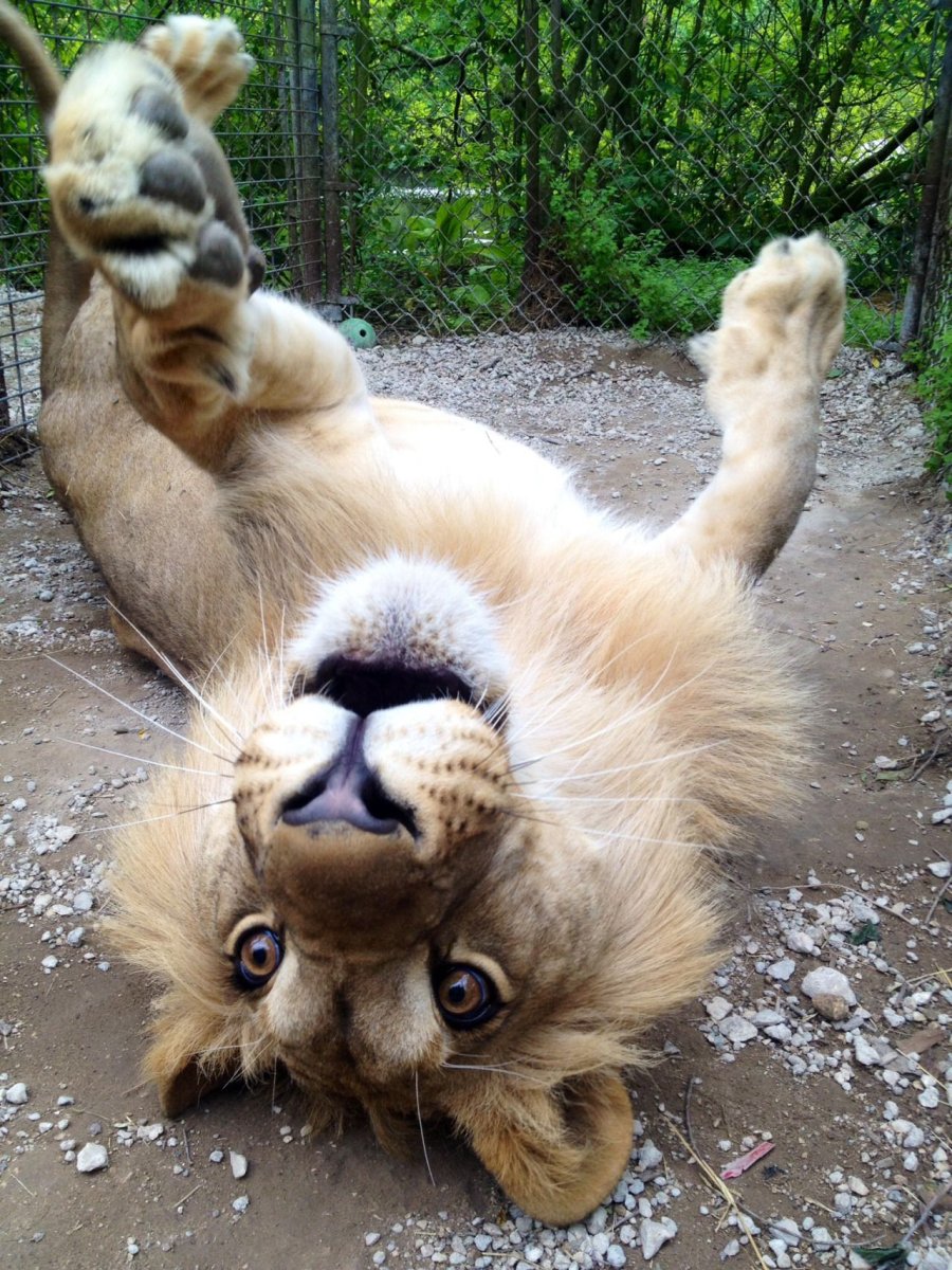 Забавный Лев