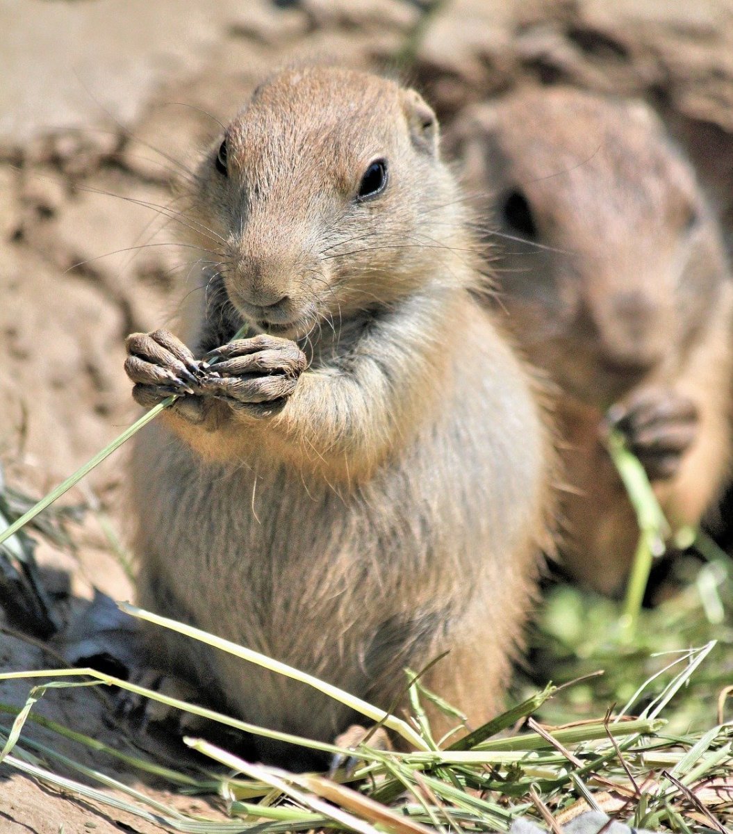 Луговая собачка Гуннисона