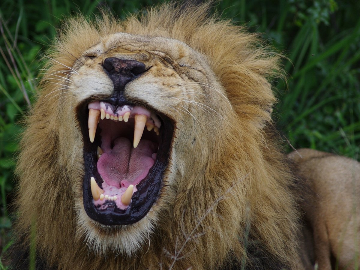 Львиный оскал