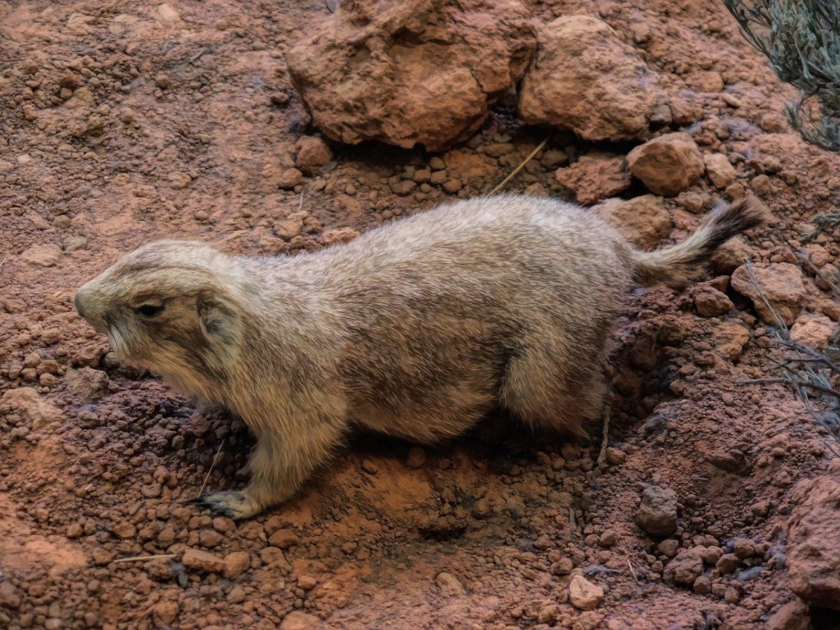 Земляная собачка фото