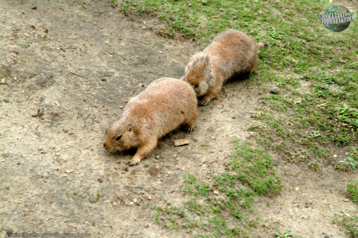 Китайская собачка грызун