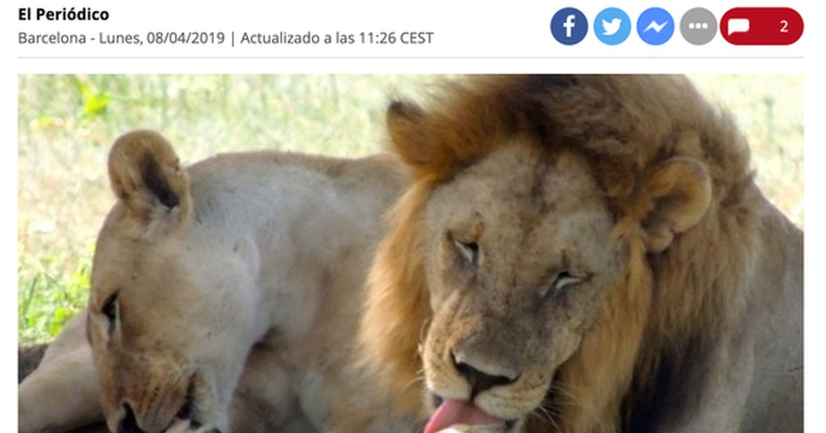 Пражский зоопарк львы