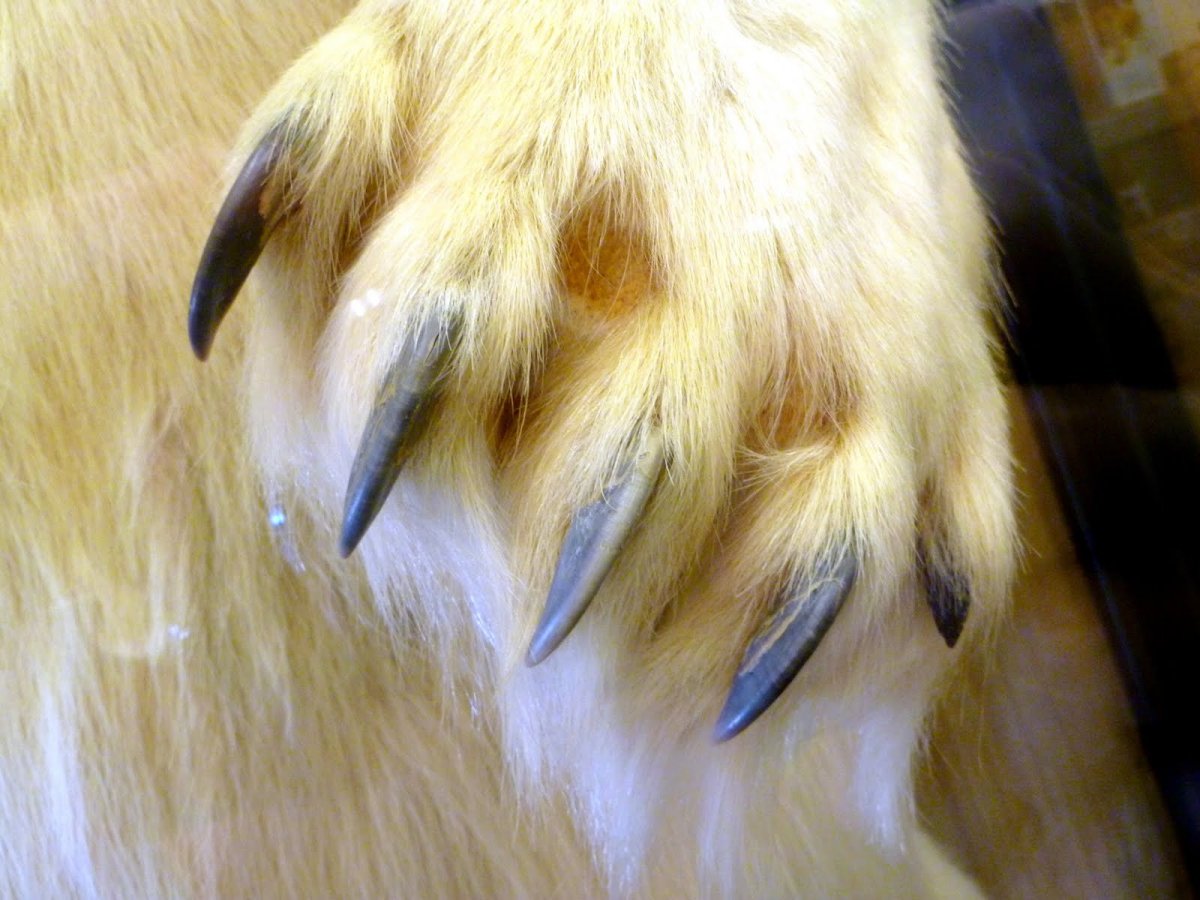 Лапа белого медведя