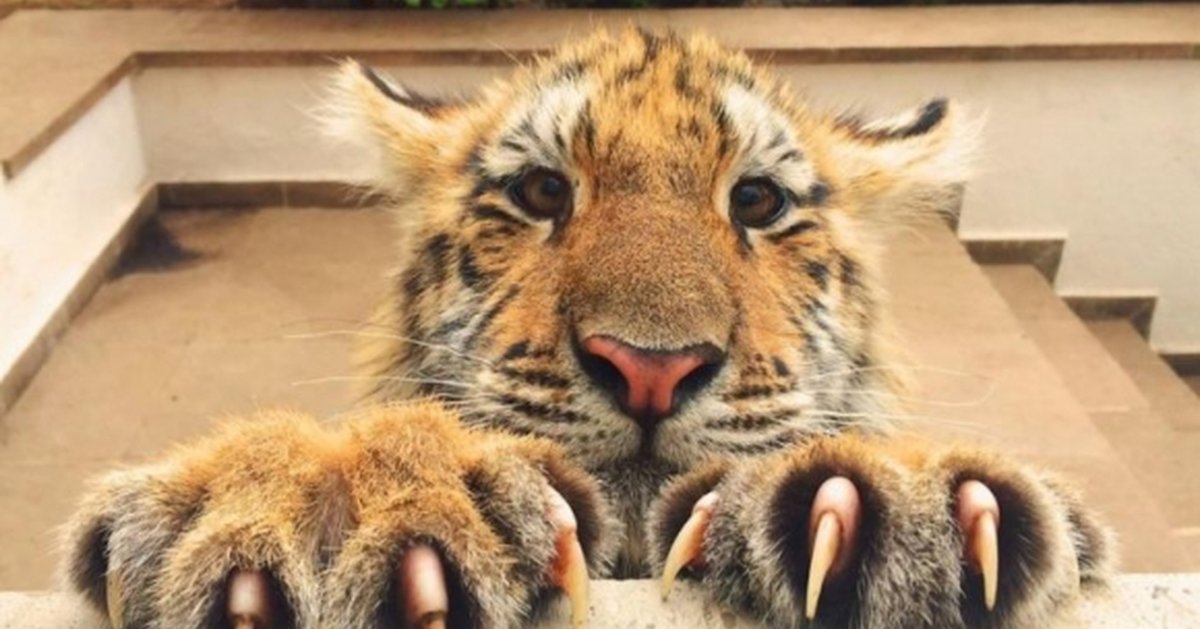 Самолайк залог успеха слон