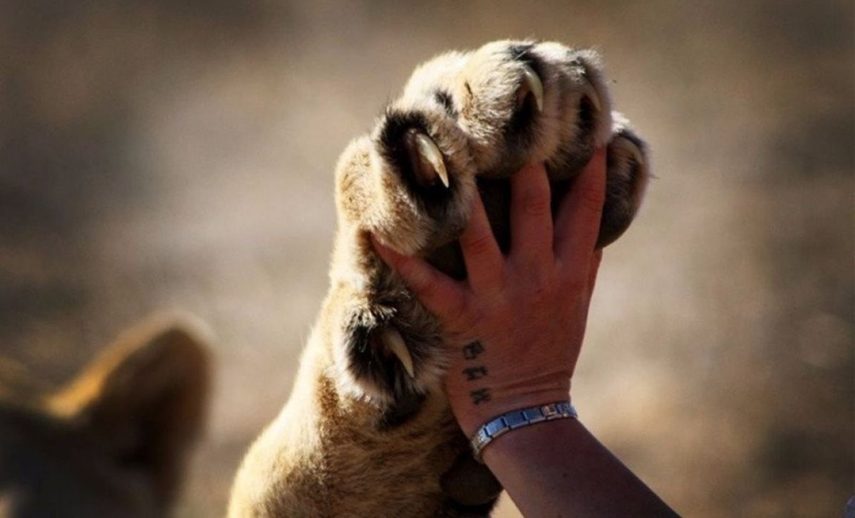 Лапа животного и рука человека