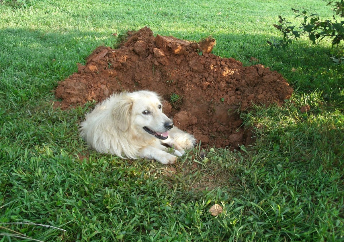 Собака в клумбе