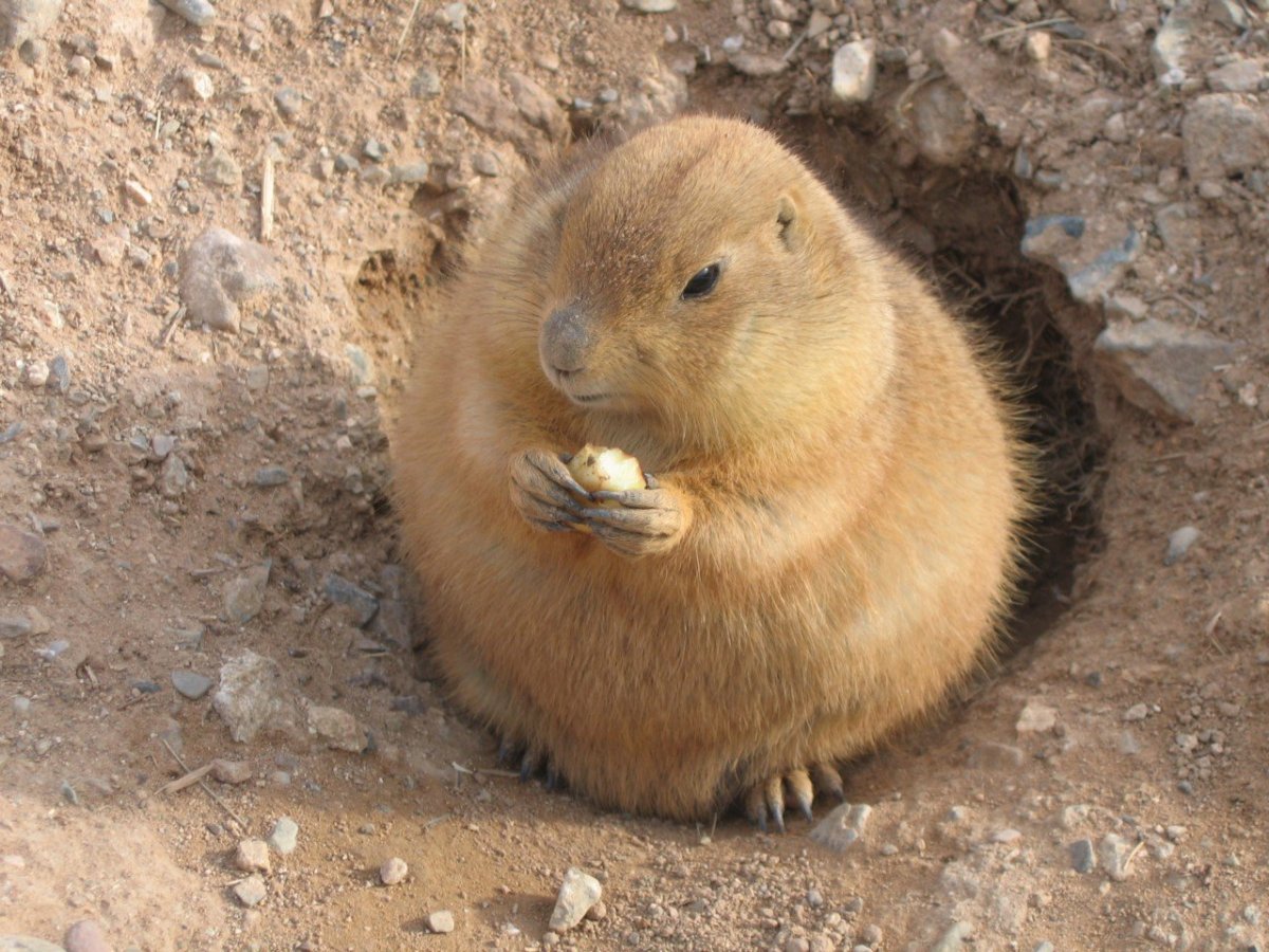 Китайская Луговая собачка