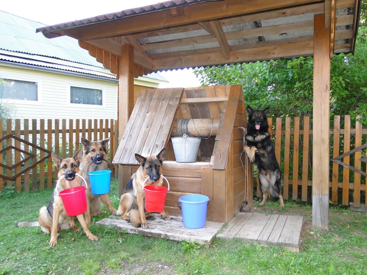 Веселые животные на даче