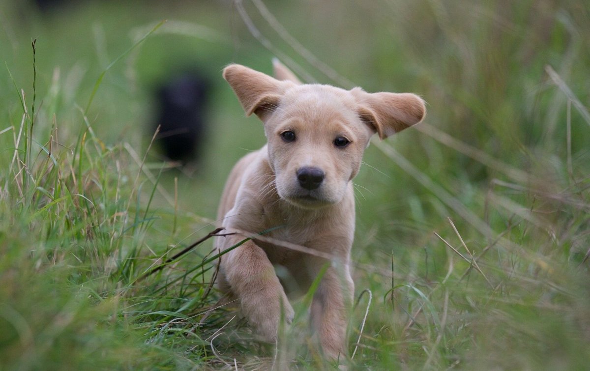 Земляной пес