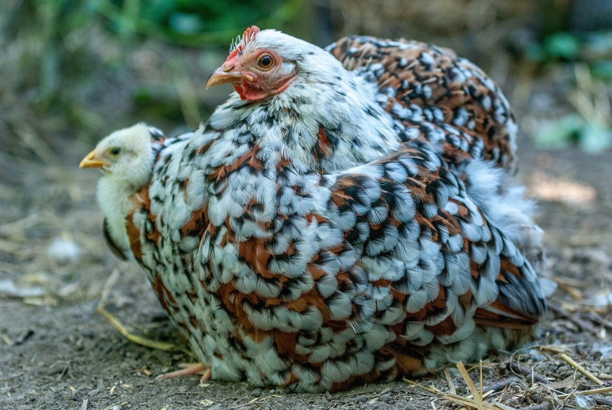 Ряба Курочка пеструшка